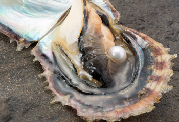 あこや貝から真珠を取り出してみよう！