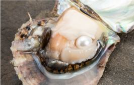 あこや真珠がきるまでには約1500日